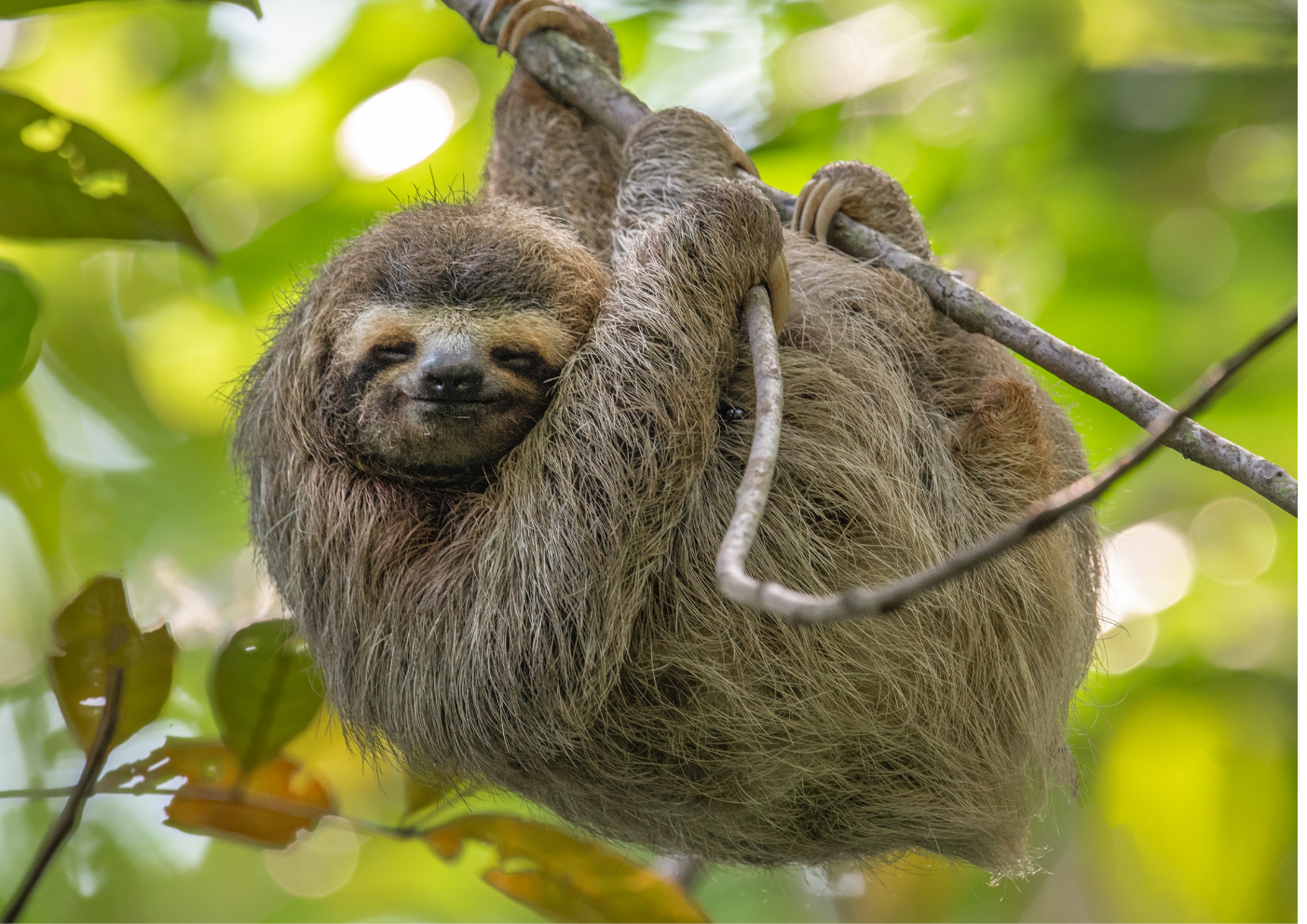 Poduri suspendate în Monteverde